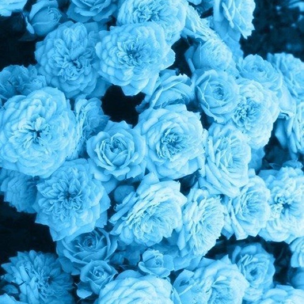 Meet your Posher, Shanel